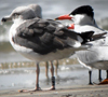 juvenile LBBG, ringed in the Netherlands.